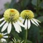 'Coconut Lime' Echinacea 200 Seeds