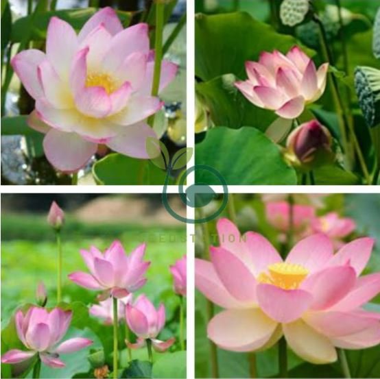 'Shalina' White Lotus Flower Water Lily Flower Aquatic Plants 2 Seeds