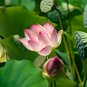 'Shalina' White Lotus Flower Water Lily Flower Aquatic Plants 2 Seeds