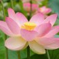 'Shalina' White Lotus Flower Water Lily Flower Aquatic Plants 2 Seeds