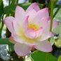 'Shalina' White Lotus Flower Water Lily Flower Aquatic Plants 2 Seeds