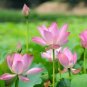 'Shalina' White Lotus Flower Water Lily Flower Aquatic Plants 2 Seeds