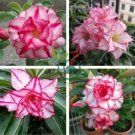 Thai 'embroidery' Adenium Desert Rose 4 Seeds