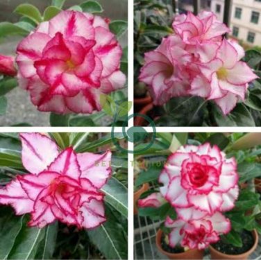 Thai 'embroidery' Adenium Desert Rose 4 Seeds
