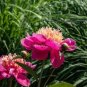 Peony Pink Petals with Dark Red Stripe Perennal Flower 10 Seeds