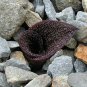 Massonia pustulata Seeds Purple Succulent 6 Seeds