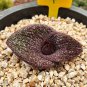 Massonia pustulata Seeds Purple Succulent 6 Seeds