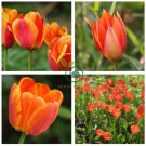 Orange Tulip 200 Seeds