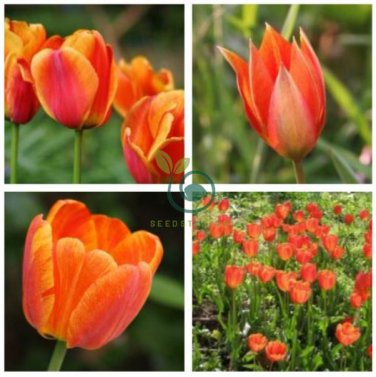 Orange Tulip 200 Seeds
