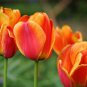 Orange Tulip 200 Seeds