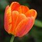 Orange Tulip 200 Seeds