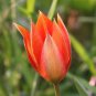 Orange Tulip 200 Seeds