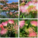 Albizia Julibrissin Mimosa Bonsai Persian 200 Seeds