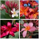 Plumeria Rare Exotic Flower  400 Seeds