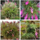Air Pineapple  Of Prevent Radiation Fleshy Seeds  40 Seeds