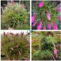 Air Pineapple  Of Prevent Radiation Fleshy Seeds  40 Seeds
