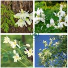 Chinese Moringa  20 Seeds