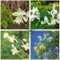 Chinese Moringa  20 Seeds