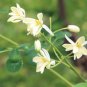 Chinese Moringa  20 Seeds