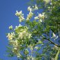 Chinese Moringa  20 Seeds