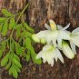 Chinese Moringa 20 Seeds