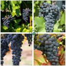 Bluebell Blue Juice Grape  200 Seeds