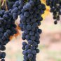 Bluebell Blue Juice Grape 200 Seeds