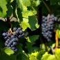 Bluebell Blue Juice Grape 200 Seeds