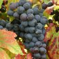 Bluebell Blue Juice Grape 200 Seeds