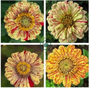 Zinnia Angustifolia Yellow Red Stripe Annual Garden Flowers 60 Seeds