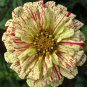 Zinnia Angustifolia Yellow Red Stripe Annual Garden Flowers 60 Seeds