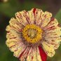 Zinnia Angustifolia Yellow Red Stripe Annual Garden Flowers 60 Seeds