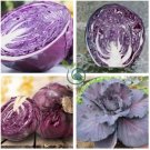 Red Chinese Cabbage  100 Seeds