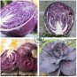 Red Chinese Cabbage  100 Seeds