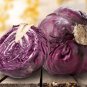 Red Chinese Cabbage  100 Seeds