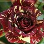 Rare Mixed 12 Types Heirloom Rose Shrub Flowers 100 Seeds