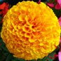 Flowers Aztec Marigold 60 Seeds