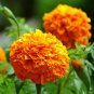 Flowers Aztec Marigold 60 Seeds