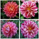 Zinnia Angustifolia Rose Red White 60 Seeds