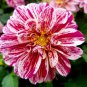 Zinnia Angustifolia Rose Red White 60 Seeds