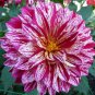 Zinnia Angustifolia Rose Red White 60 Seeds