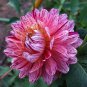 Zinnia Angustifolia Rose Red White 60 Seeds