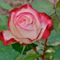 New Fichier Rose Hybrid and Bud Flower Bonsai 100 Seeds