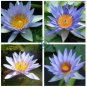 Rare Heirloom Blue Water Lily Flower  2 Seeds