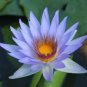 Rare Heirloom Blue Water Lily Flower  2 Seeds