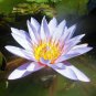 Rare Heirloom Blue Water Lily Flower  2 Seeds