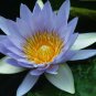 Rare Heirloom Blue Water Lily Flower 2 Seeds