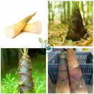 Heirloom Chinese Thin Bamboo Shoots Vegetable  60 Seeds