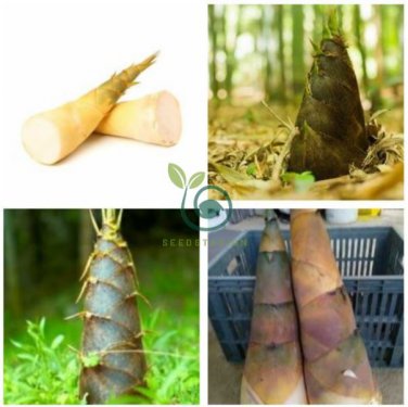 Heirloom Chinese Thin Bamboo Shoots Vegetable  60 Seeds