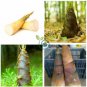 Heirloom Chinese Thin Bamboo Shoots Vegetable  60 Seeds